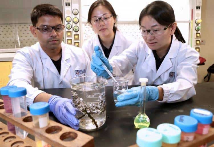 新加坡国大研究：藤壶幼虫吃下纳米塑料，食物链影响人类健康 新加坡福智霖投资资讯 6天前