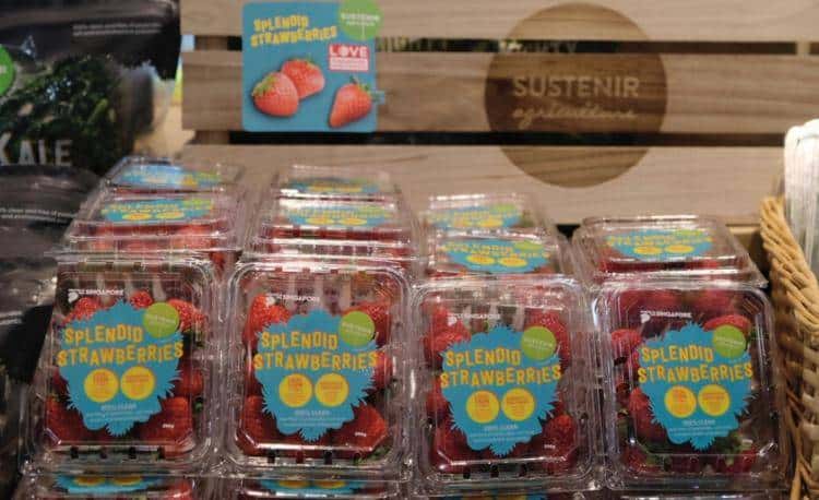 草莓也能“Made in Singapore” ，农场借助高科技出产草莓