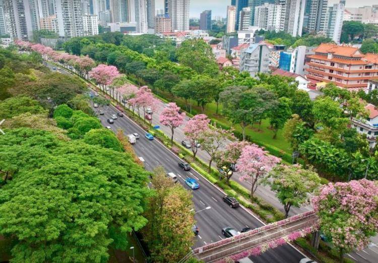 “新加坡樱花”迎来花季,美不胜收！